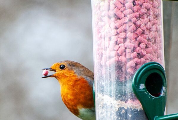 Bird eating
